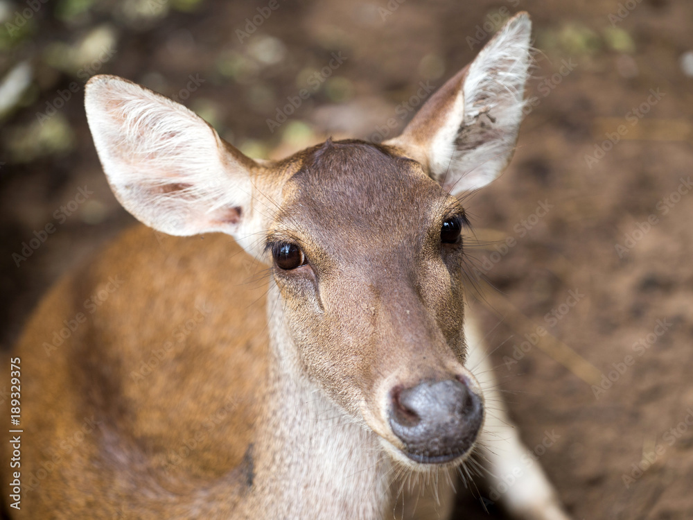 Closeup head shot of a whitetail deer Closeup head shot of a whitetail deer