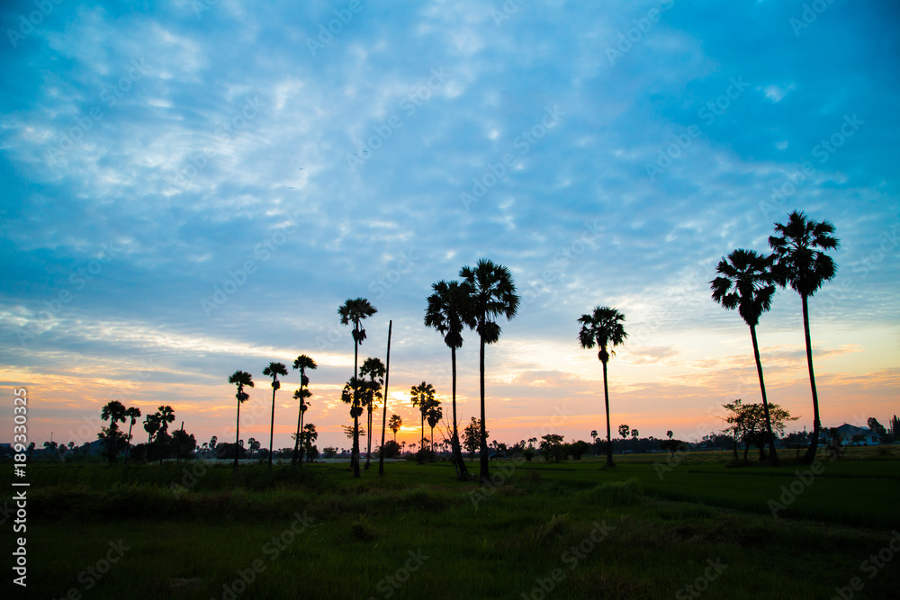 Silhouette sunrise in the rice palm plantation