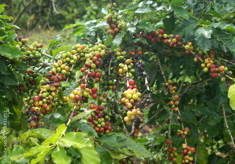 arabica coffee in the garden
