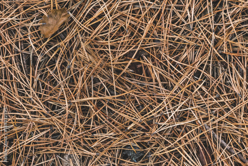 pine needles in the picture as a background top view pine needles in the picture as a background top view
