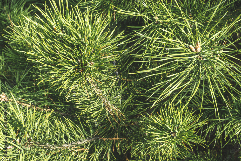 Background Of Pine Branches. Coniferous Green Texture. Stock Photo
