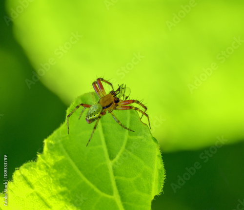 cucumber green spider on green leaf