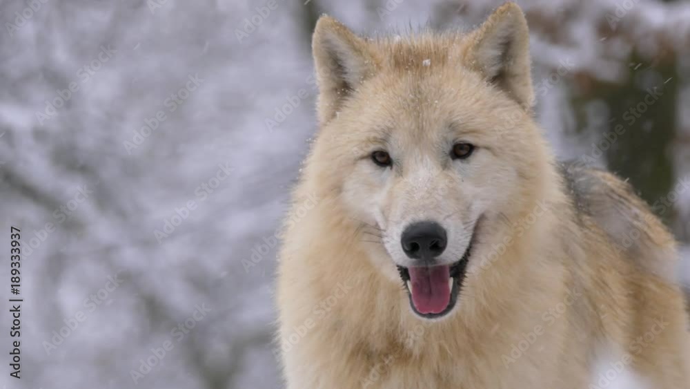 Arctic wolf in winter Arctic wolf in winter