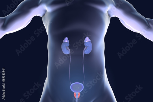 Prostate gland highlighted inside male body, 3D illustration photo