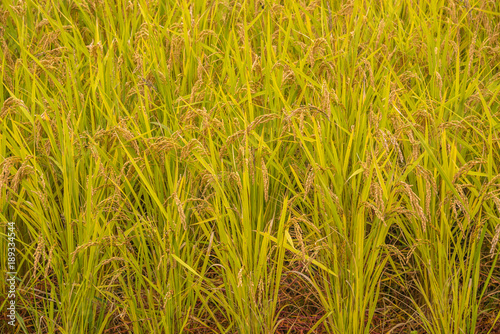 Rice field in Japan
