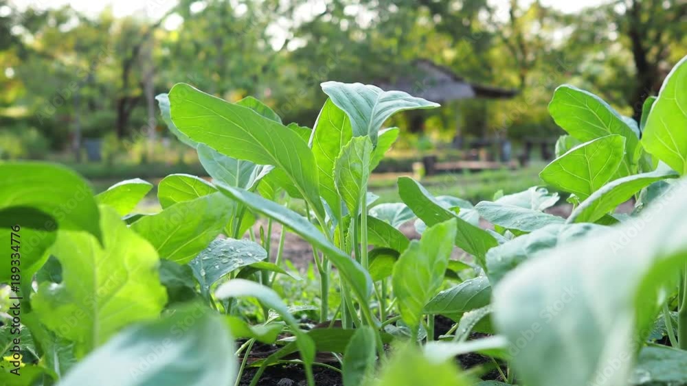 Fresh kale in plantation. Fresh kale in plantation.
