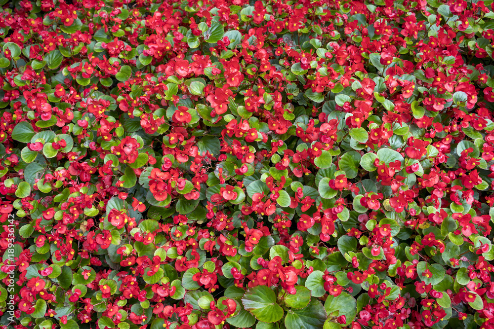 red flowers like a carpet for backgrounds