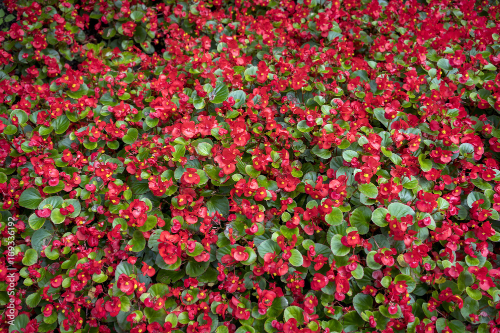 red flowers like a carpet for backgrounds