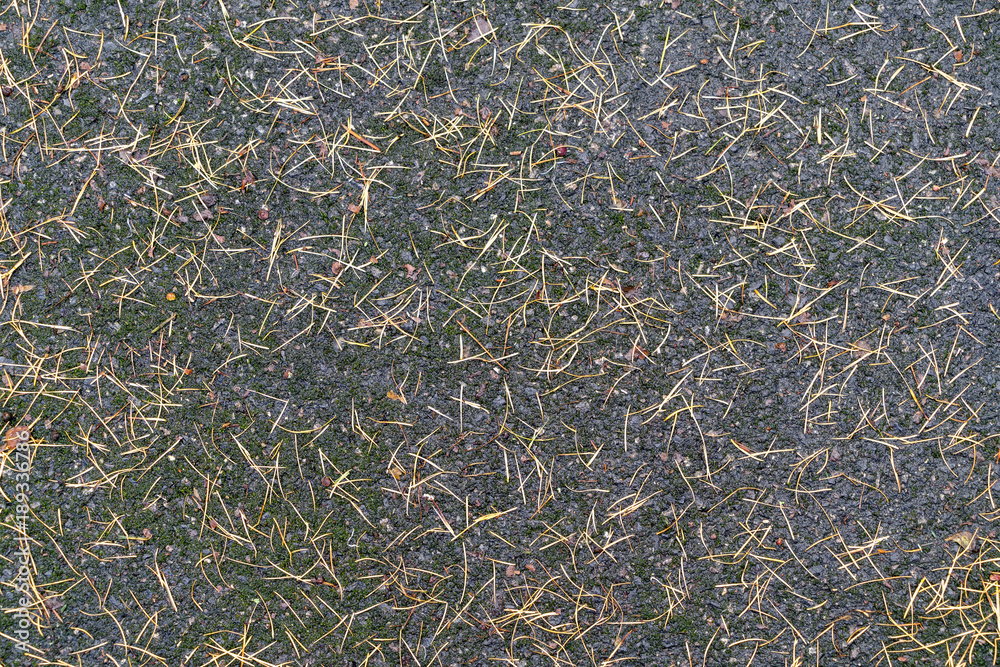 fir needles pattern on the ground for backgrounds fir needles pattern on the ground for backgrounds