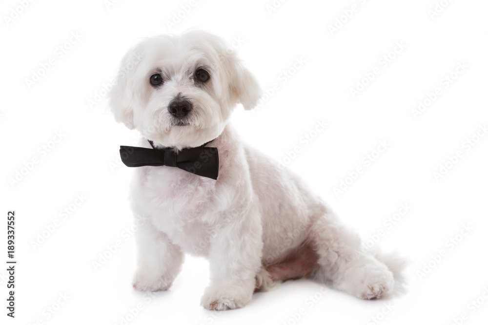 cute maltese dog with bow tie, isolated