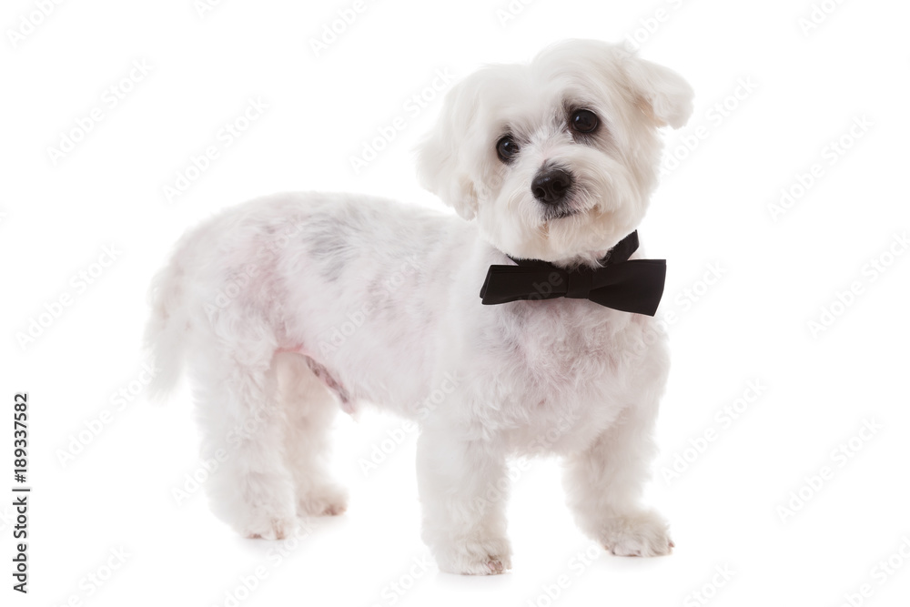 cute maltese dog in bow tie isolated Stock Photo Adobe Stock