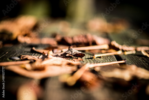 fallen leaves on a wooden table, selective focus