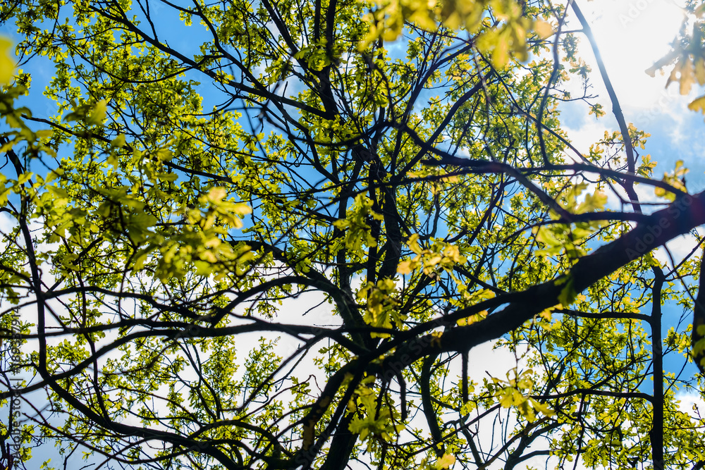 Branches of a blossoming apple tree on blue sky background Branches of a blossoming apple tree on blue sky background