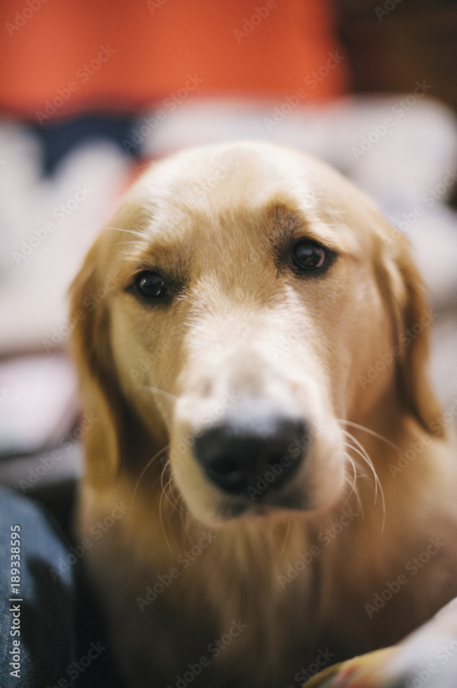 portrait of golden retriever dog at home