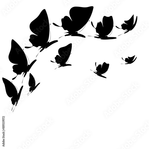 black butterfly, isolated on a white