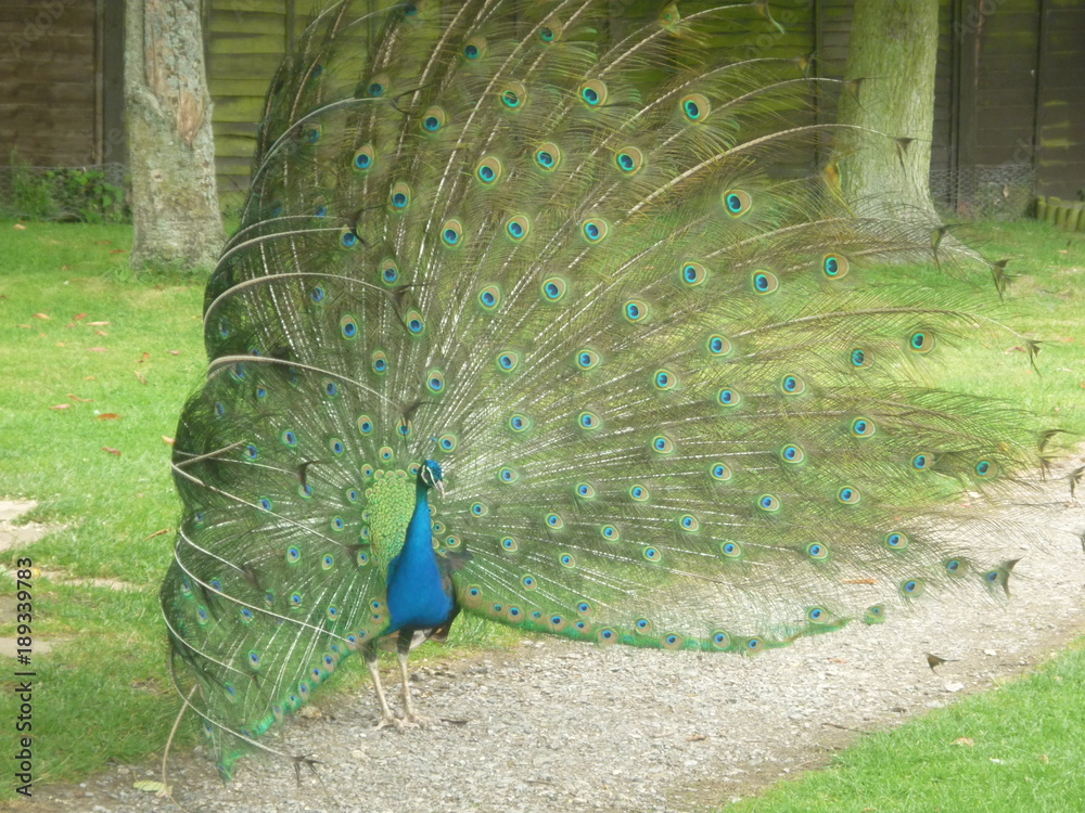 Obraz premium peacock