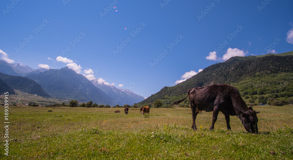 Herd of cows in the foothills of the North Caucasus Herd of cows in the foothills of the North Caucasus