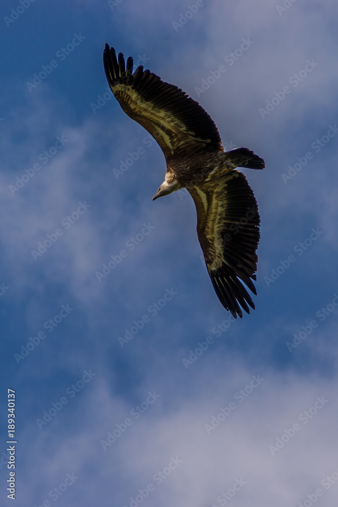 Obraz premium Steinadler im Flug vor blauem Himmel und Wolken