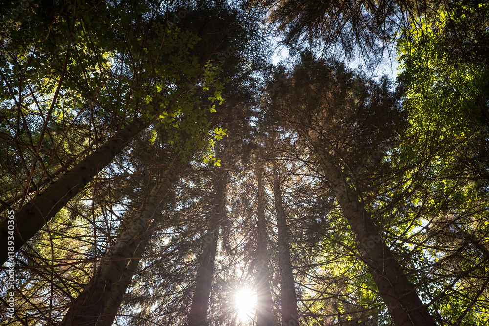 Fototapeta premium Green forest background in a sunny day