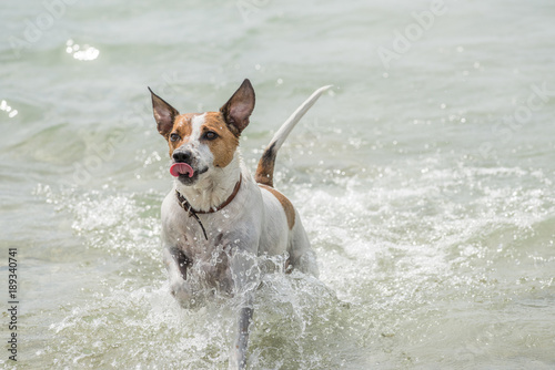Happy six-year-old Danish Swedish Farmdog playing fetch in water during summer in Sweden. This breed, which originates from Denmark and southern Sweden is lively and friendly. © rolf_52