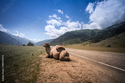 Fluffy camel against the background of the Caucasian high mountains. Russia, Karachaevo-Cherkessia, Dombai photo