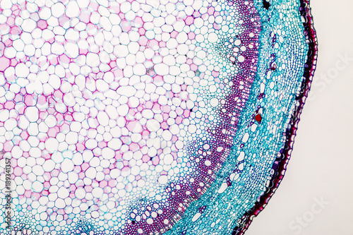 Cross-section Plant Stem under the microscope for classroom education.