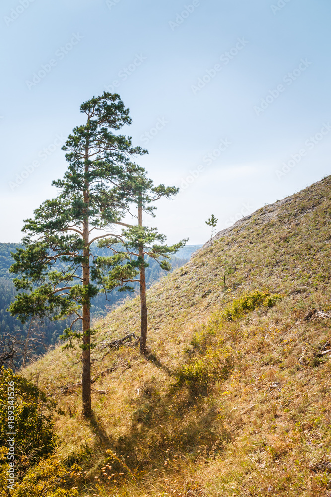 Fototapeta premium Two pine trees on mountain slope in summer day. Toned image.