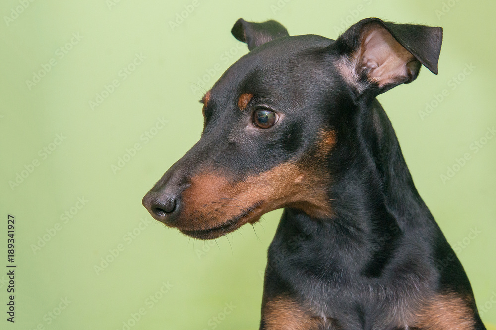 The Miniature Pinscher is a small breed of dog originating from Germany.