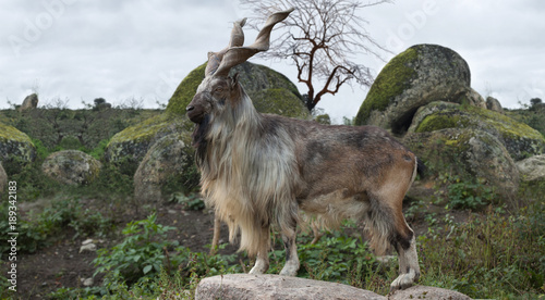 male Turkmenian markhor (Capra falconeri heptneri) stand on rocks