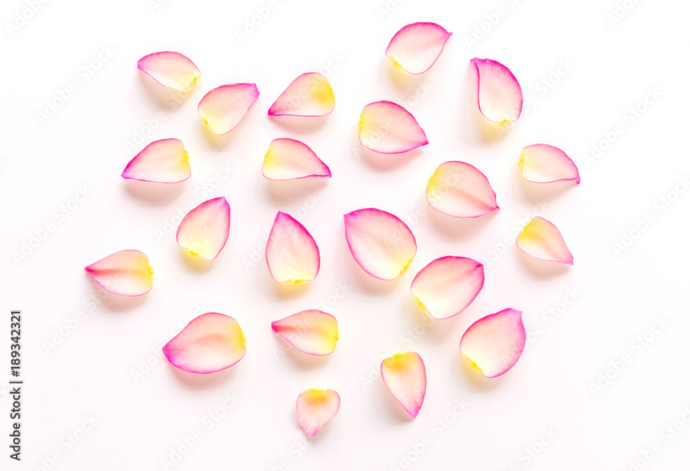 White pink beautiful rose flower petals on white background with space, single petal as pattern for natural sweet love concept on Valentines day, wedding, special occasion celebration or skin cosmetic