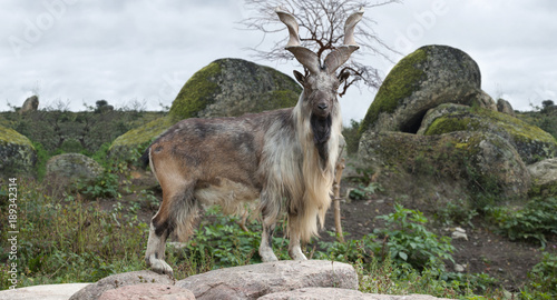 male Turkmenian markhor (Capra falconeri heptneri) stand on rocks