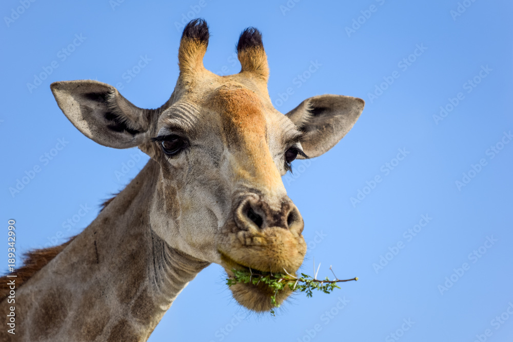 Close up view of a Giraffe's head eating Acacia tree leaves. Seen in Etosha National Park, Namibia, Africa. Acacias are equipped with spikes, Giraffes can eat the leaves nevertheless.