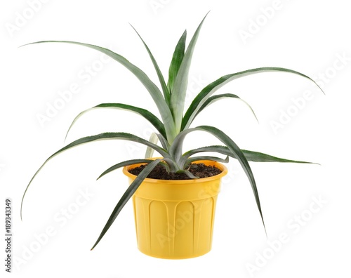 Slika na platnu Pineapple in a yellow plant pot isolated on white background