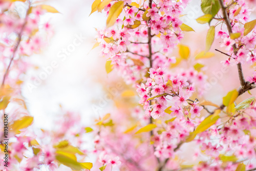 Beautiful Wild Himalayan Cherry Blossom in Phu Lom Lo © kwanchaichaiudom
