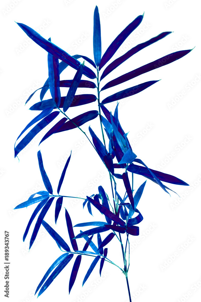 Fototapeta premium bambou bleu, fond blanc