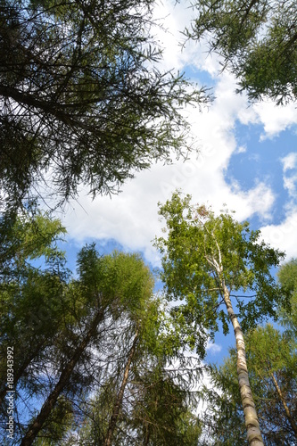 Fototapeta Naklejka Na Ścianę i Meble -  sky niebo tree drzewo Forest las wood 