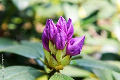 Rhododendron ponticum, common rhododendron, pontic rhododendron. Violet flower bud.