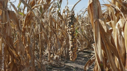 Damaged corn plant in field after drought zoom out agricultural footage