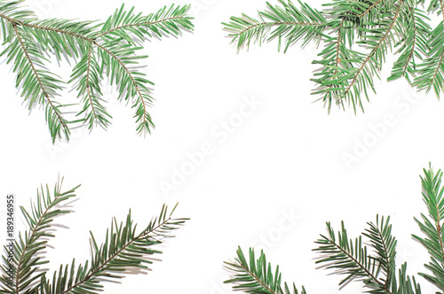 sprigs of spruce on a white background.Isolated, place for inscription