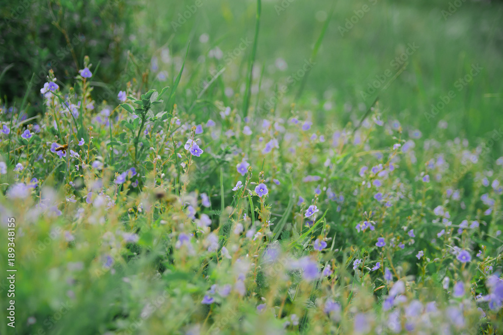 Wild blue flowers on a meadow in summer