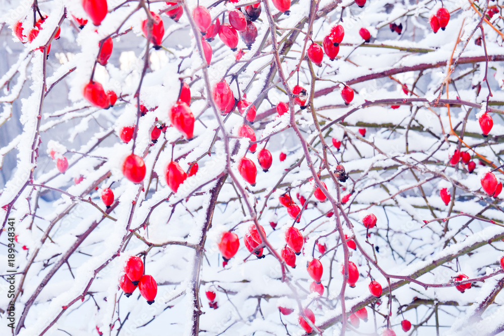 Red rosehip berries in the snow. Winter frosty day