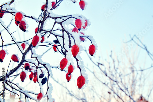 Red rosehip berries in the snow on the background of blue sky. Winter frosty day