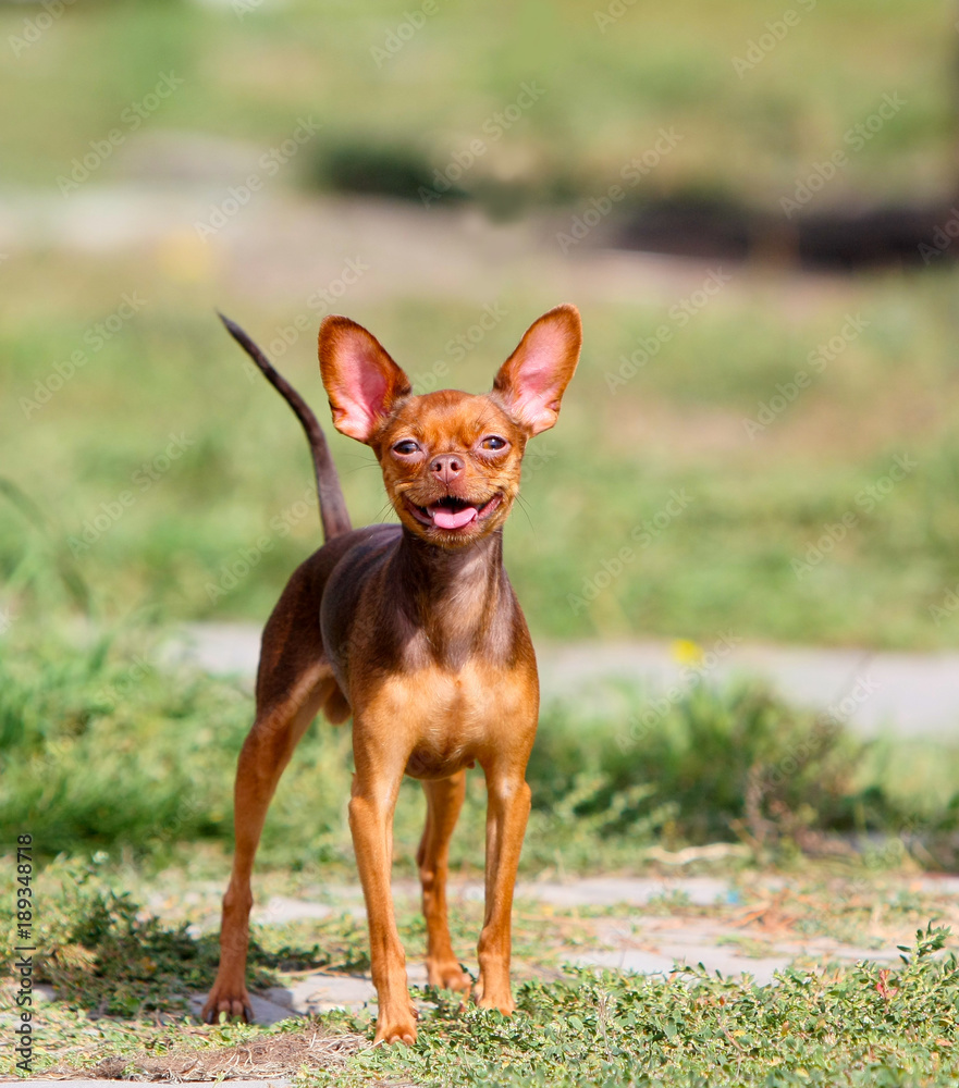 Red-haired dog smiles. A happy little puppy with raised ears stands on the green grass. An animal is posing on the lawn. Smooth-haired Russian Toy Terrier. Vertical image.