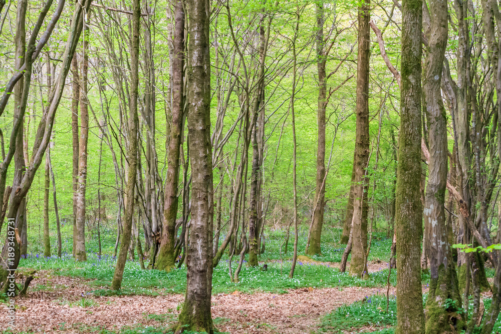 Obraz premium Woodland in Spring