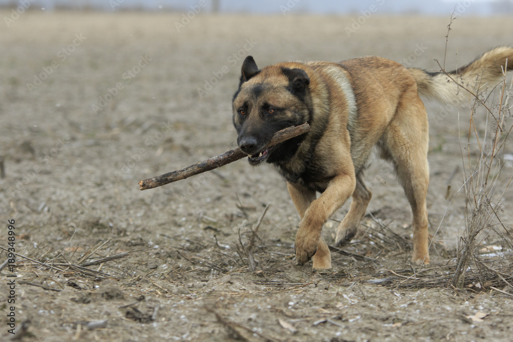 Φωτογραφία Single adult brown german shepherd lies in dry grass with a stick and tongue out