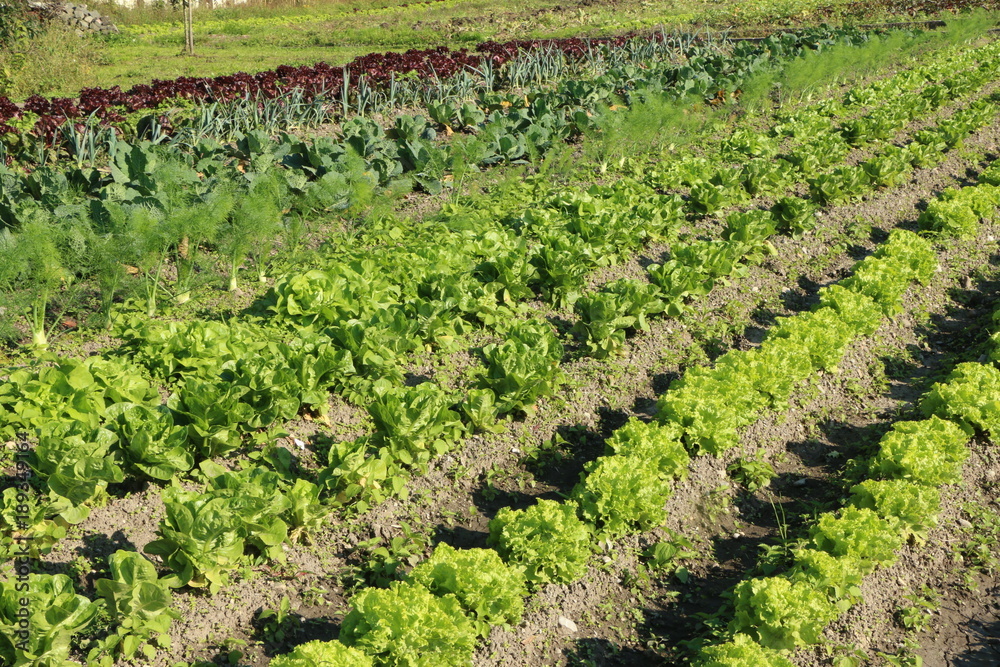 Organic salatplants in a vegetable garden, Bio-Salat-Anbau in einem Gemüsegarten