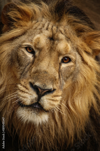 young lion