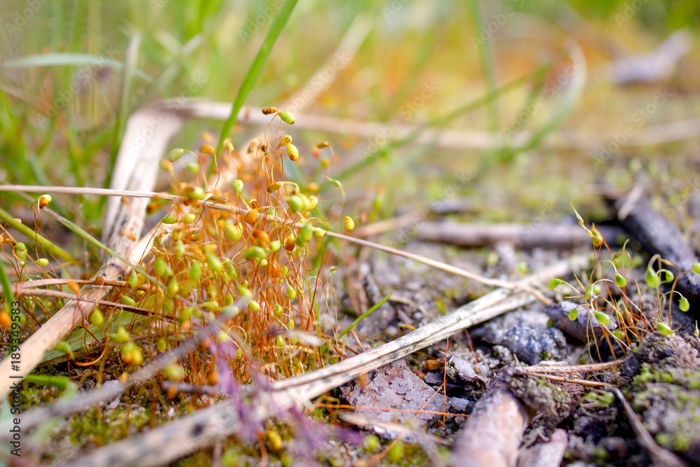 Kukushkin flax (Polytrichum commune) close-up. moss after rain Kukushkin flax (Polytrichum commune) close-up. moss after rain