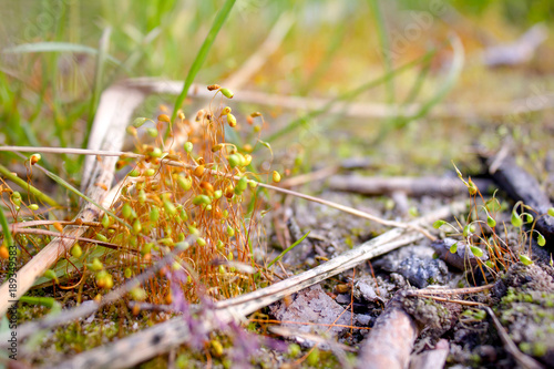 Kukushkin flax (Polytrichum commune) close-up. moss after rain photo