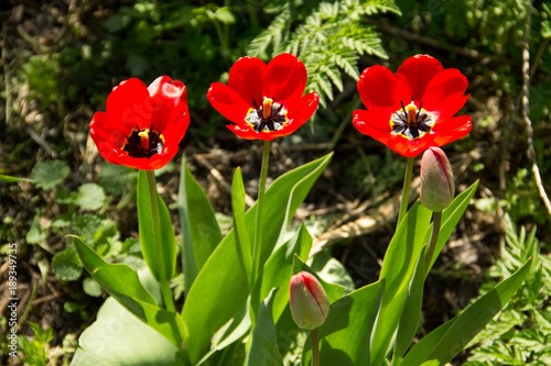 Red tulips on flowerbed in garden